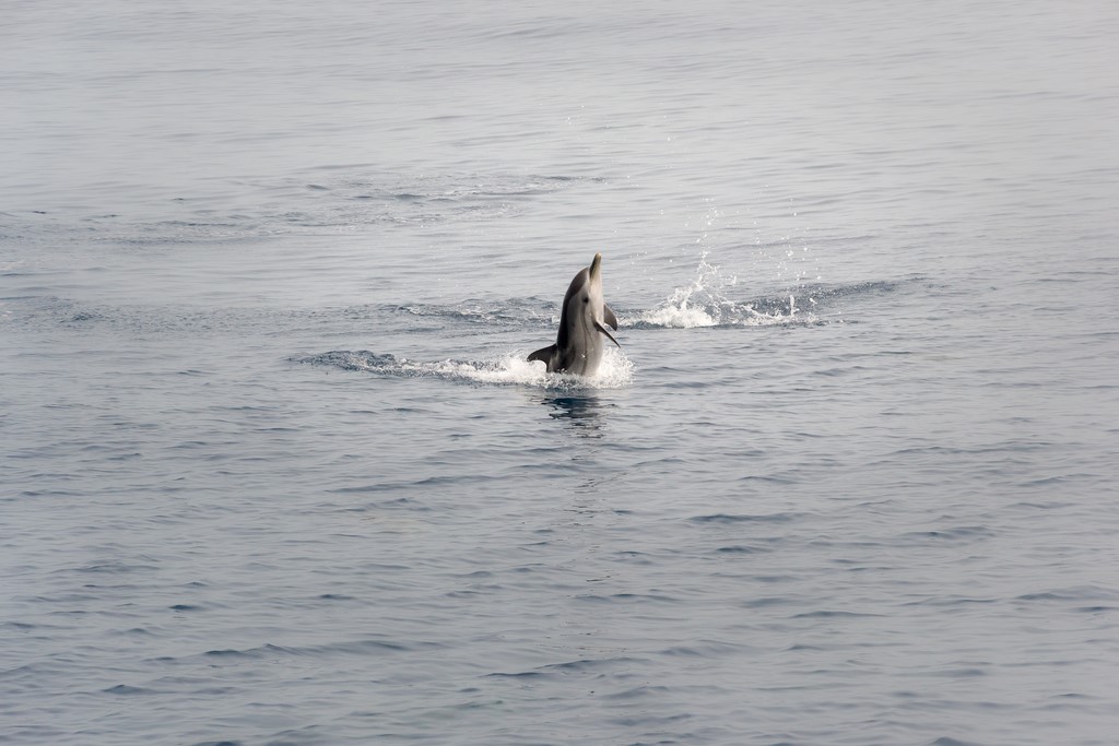 dauphins 11